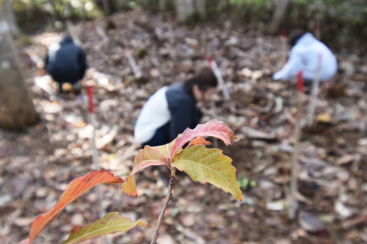 100本植林中の様子3